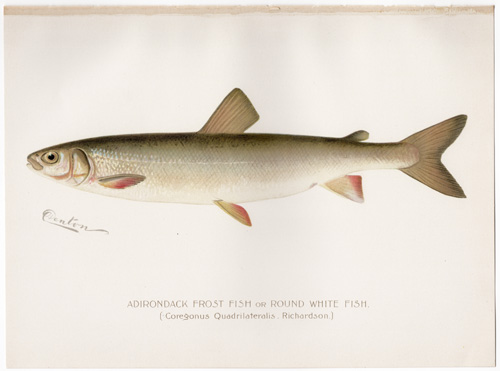 ADIRONDACK FROST FISH or ROUND WHITE FISH Denton fish lithograph from 1897